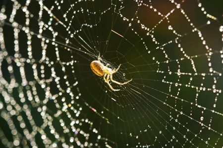 spiders in druidry