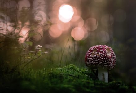 spotty toadstool