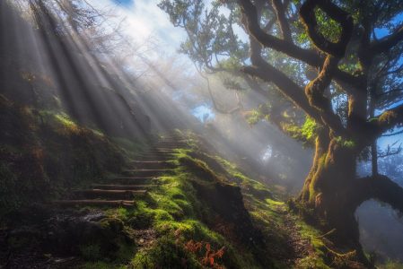 steps rays