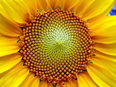 sunflower centre