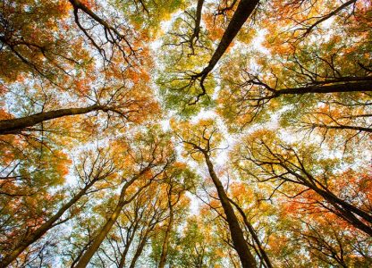 tree tops 1