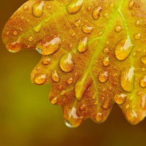 Oak,After,Rain
